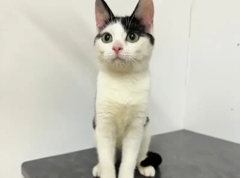 Jemima Puddle-Duck, female puppy Mixed Breed Cat for adoption at USPCA