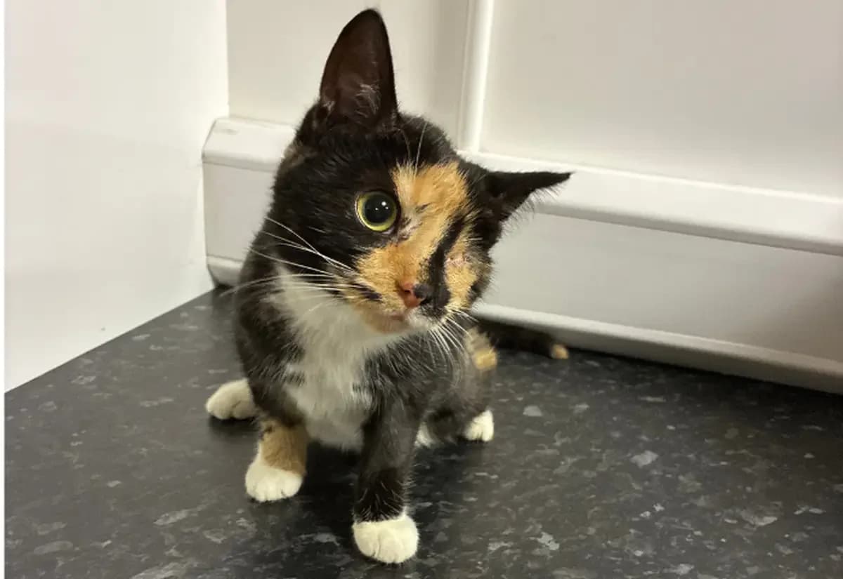 Lilith, female puppy Mixed Breed Cat for adoption at USPCA