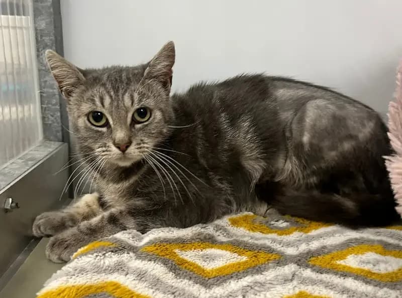 Lottie-Lou, female young Mixed Breed Cat for adoption at USPCA