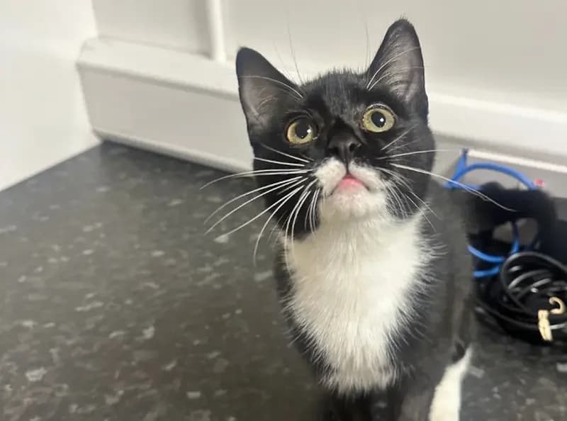 Myrtle, female puppy Mixed Breed Cat for adoption at USPCA