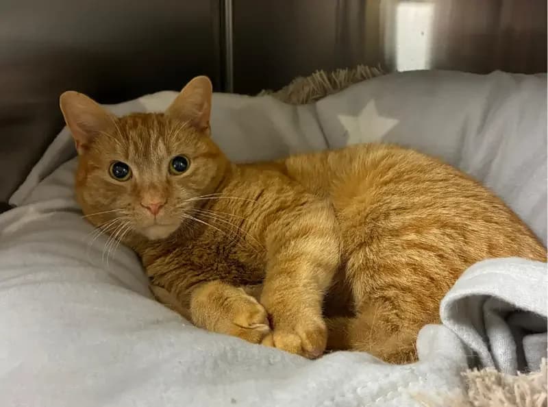 Patrick Whiskers, male young Mixed Breed Cat for adoption at USPCA