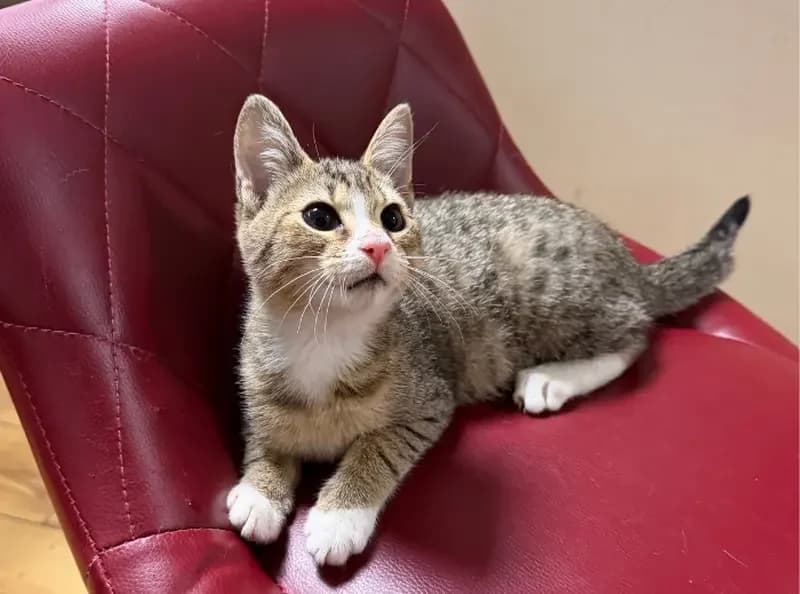 Peroni, female puppy Mixed Breed Cat for adoption at USPCA