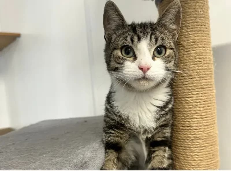 Sam-I-AM, male puppy Mixed Breed Cat for adoption at USPCA