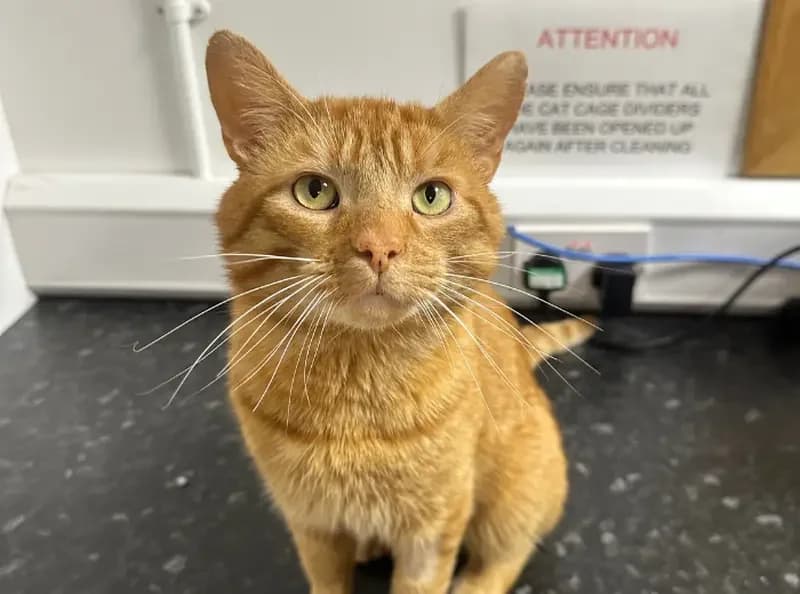 Samuel Whiskers, male 3yo Mixed Breed Cat for adoption at USPCA