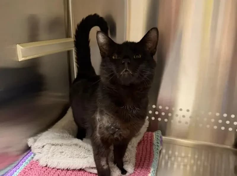 Spooky, male 3yo Mixed Breed Cat for adoption at USPCA