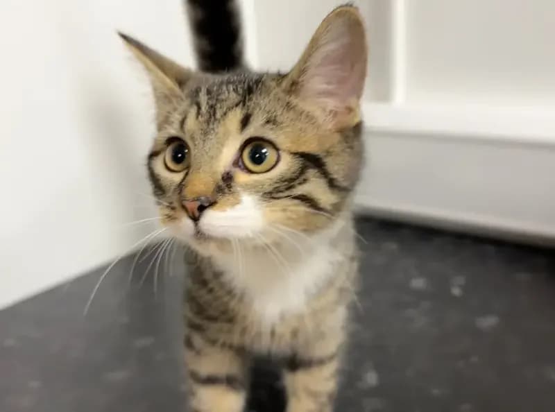 Squash, male puppy Mixed Breed Cat for adoption at USPCA