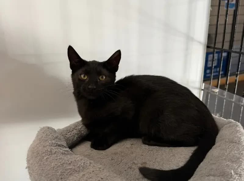 Tairn, male puppy Mixed Breed Cat for adoption at USPCA