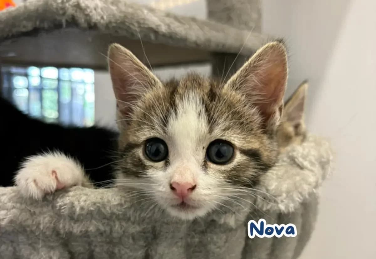 The Space Litter, female puppy Mixed Breed Cat for adoption at USPCA