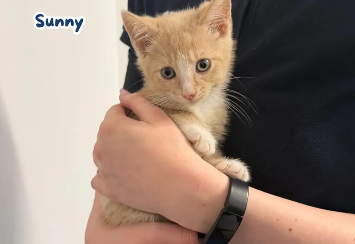 The Weather Litter, puppy Mixed Breed Cat for adoption at USPCA