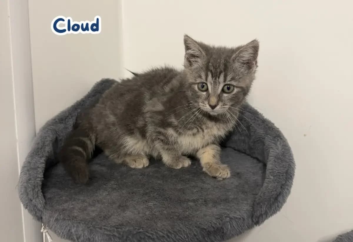 The Weather Litter, puppy Mixed Breed Cat for adoption at USPCA