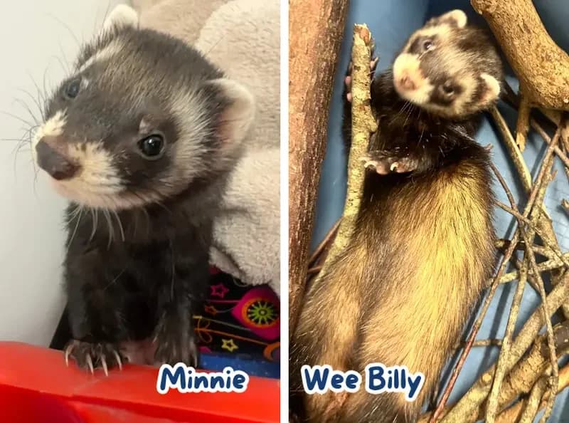 Wee Billy and Minnie, female young Mixed Breed for adoption at USPCA