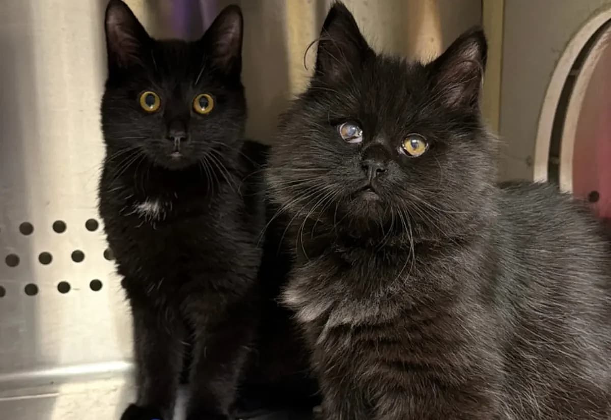 Whimsy & Whisp, female puppy Mixed Breed Cat for adoption at USPCA