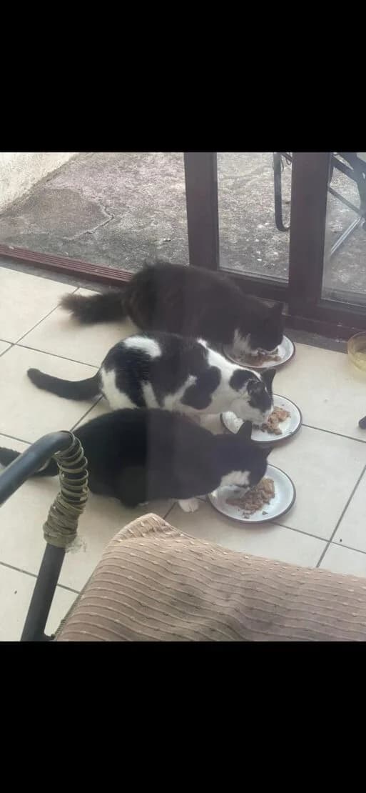 3 Female Outdoor Cats, female Mixed Breed for adoption at West Cork Animals