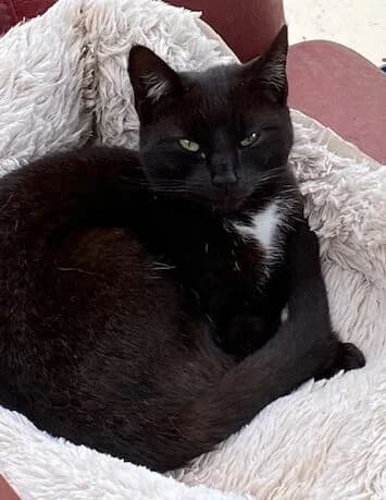Baby, female Mixed Breed for adoption at West Cork Animals, Cork