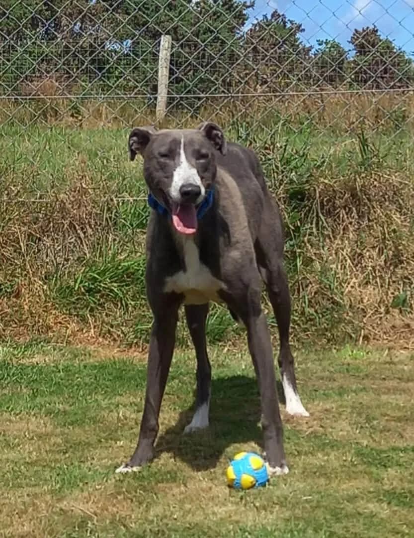 Barnaby, male 5yo Mixed Breed for adoption at West Cork Animals, Cork