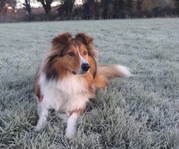 Benno, male puppy Mixed Breed for adoption at West Cork Animals, Cork