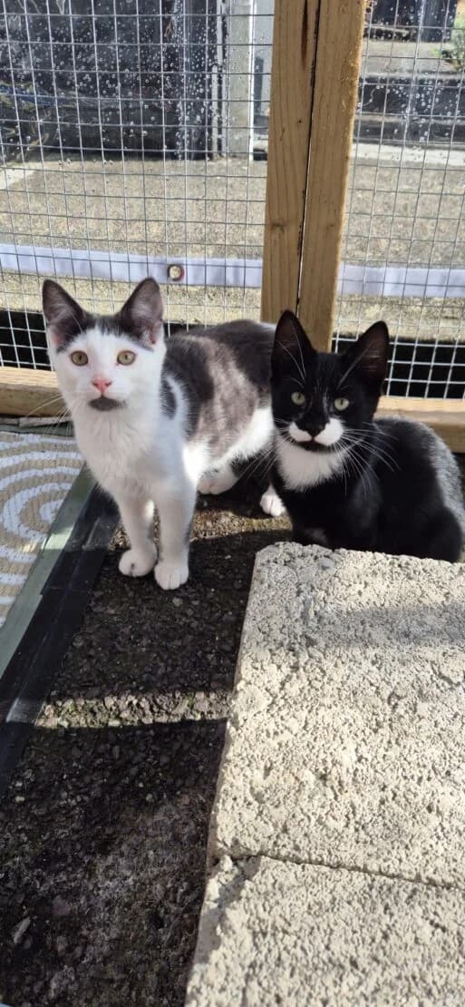 Bobby and Pesto, male Mixed Breed for adoption at West Cork Animals, Cork