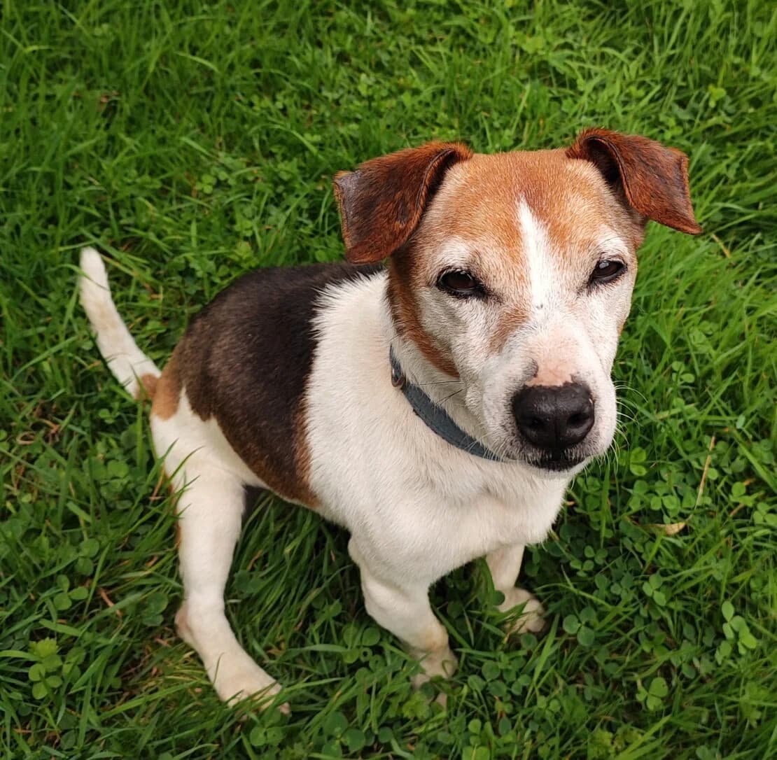 Charlie, male senior Jack Russell Terrier for adoption at West Cork Animals, Cork