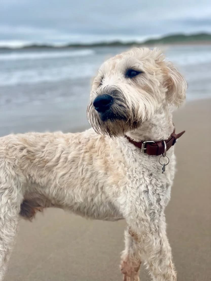 Dustin, male Mixed Breed for adoption at West Cork Animals, Cork