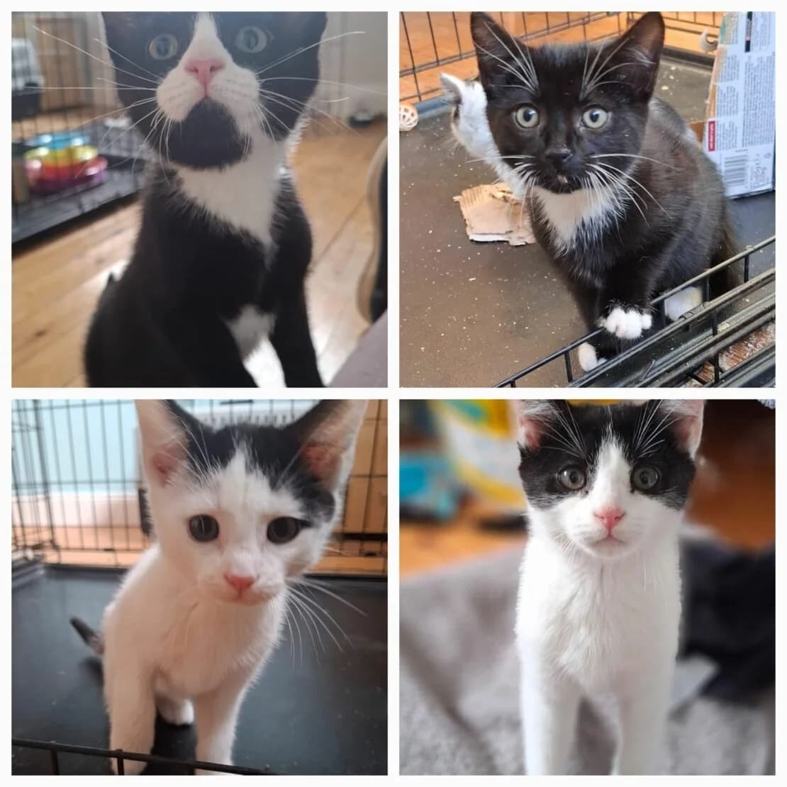 Frodo, Sam, Merry and Pippin, male puppy Mixed Breed for adoption at West Cork Animals, Cork