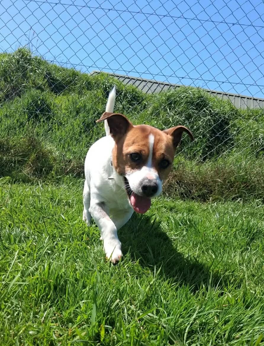 Hector, male Mixed Breed for adoption at West Cork Animals, Cork