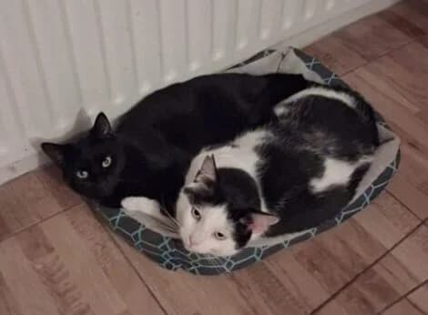 Jordan and Felix, male young Mixed Breed for adoption at West Cork Animals, Cork
