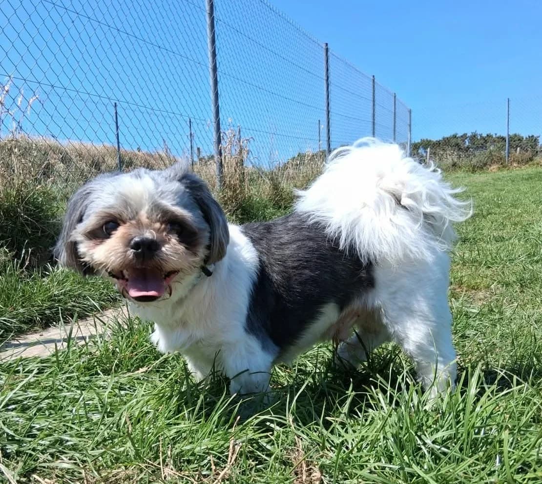 Mossie, male Mixed Breed for adoption at West Cork Animals, Cork