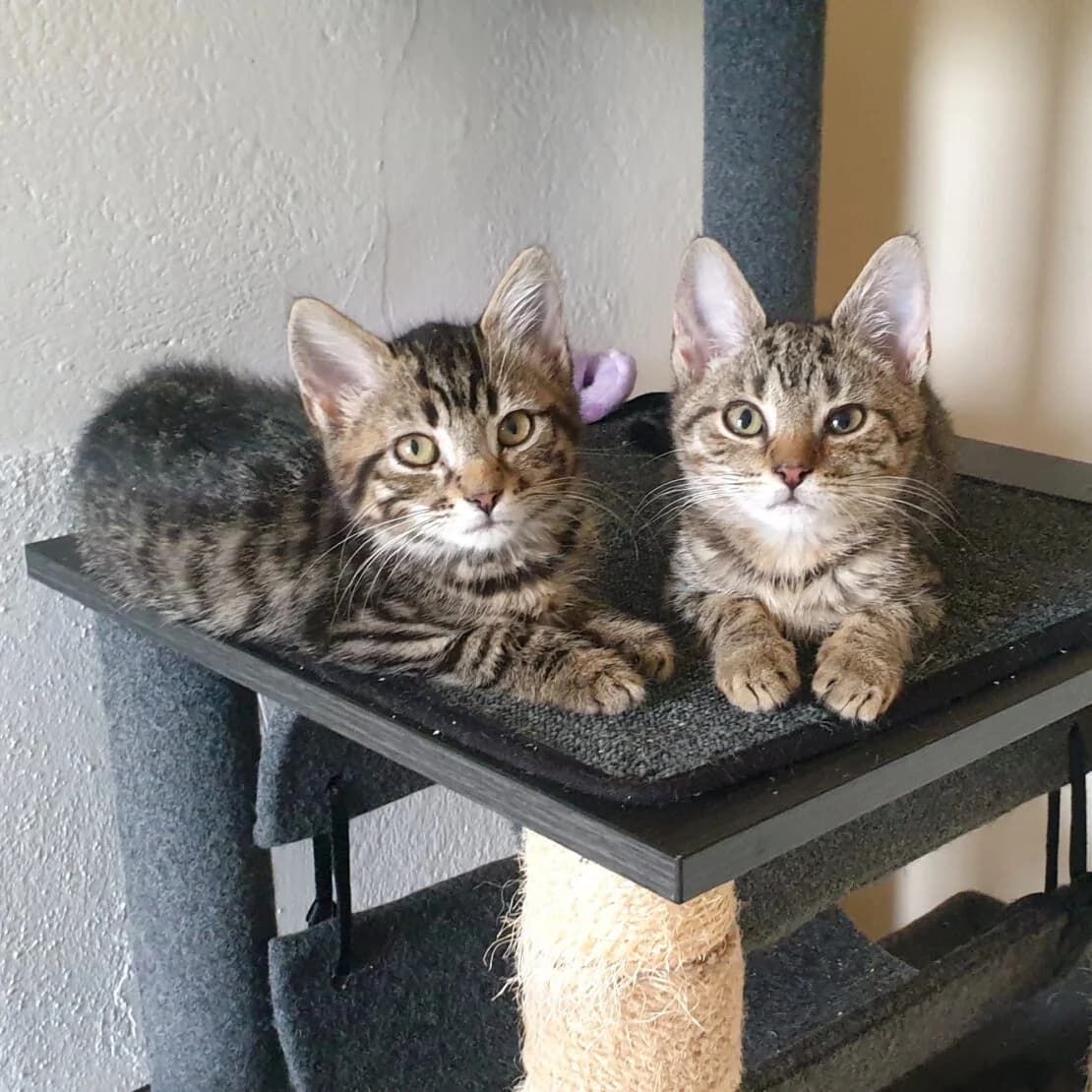River and Tango, male Mixed Breed for adoption at West Cork Animals, Cork