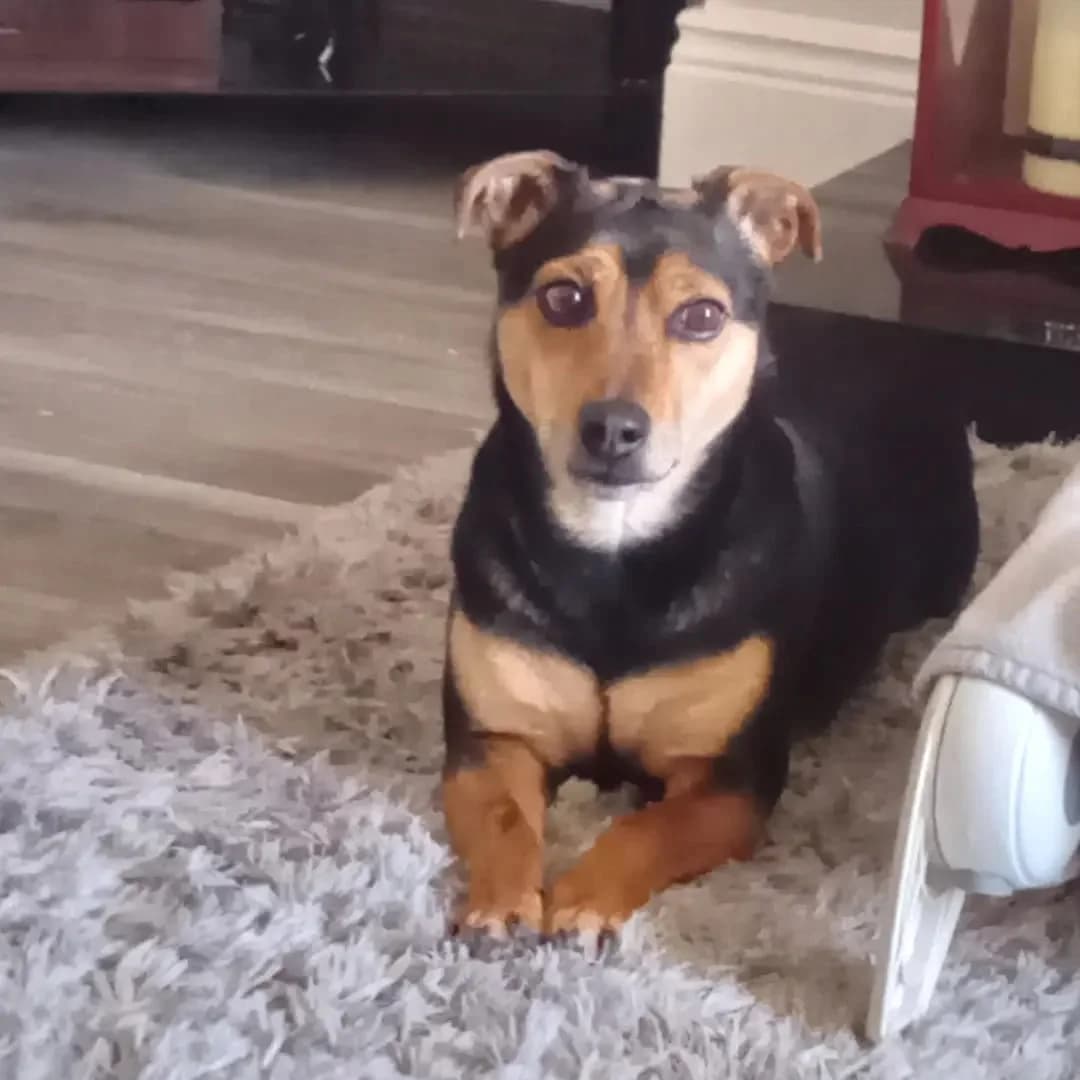 Rocco, male senior Mixed Breed for adoption at West Cork Animals, Cork