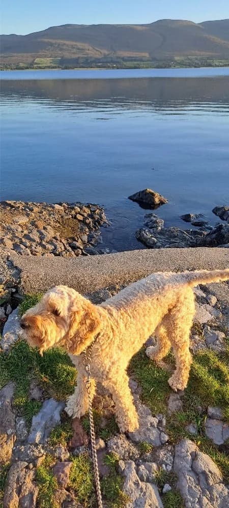 Rua, male puppy Mixed Breed for adoption at West Cork Animals, Cork