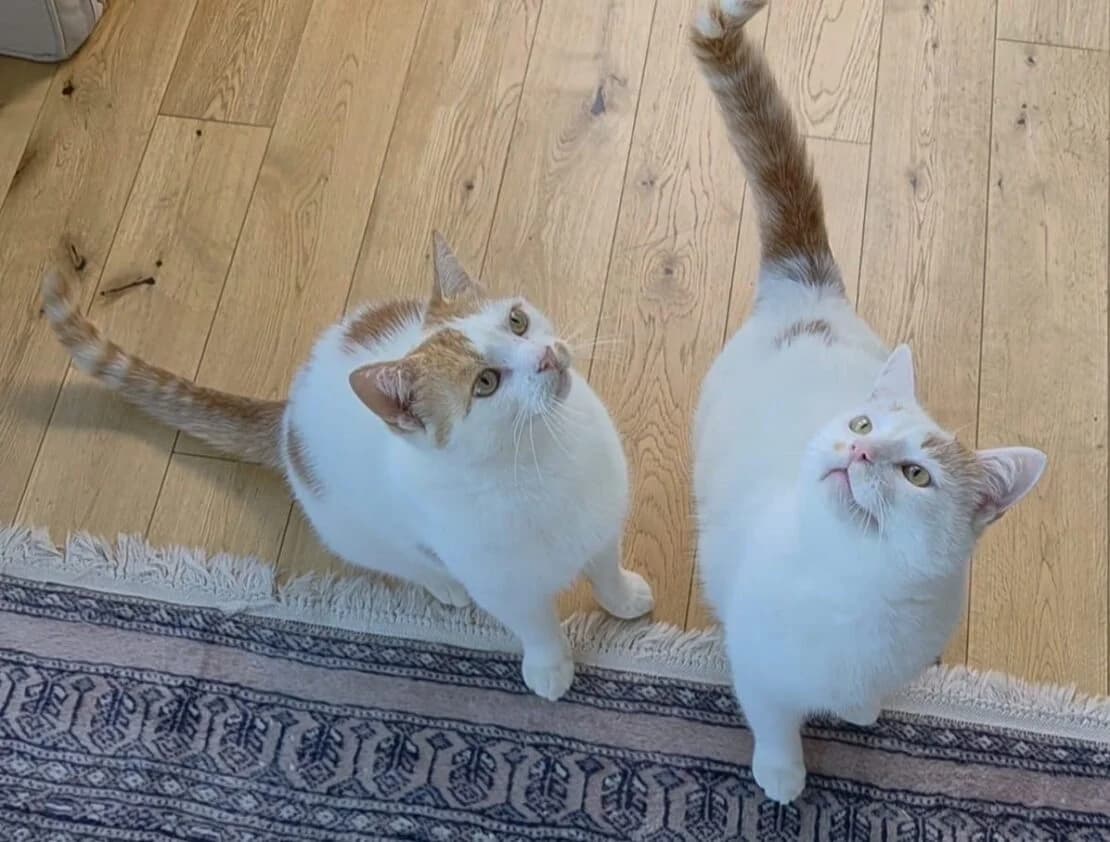 Spotty and Pouncer, male Mixed Breed for adoption at West Cork Animals, Cork