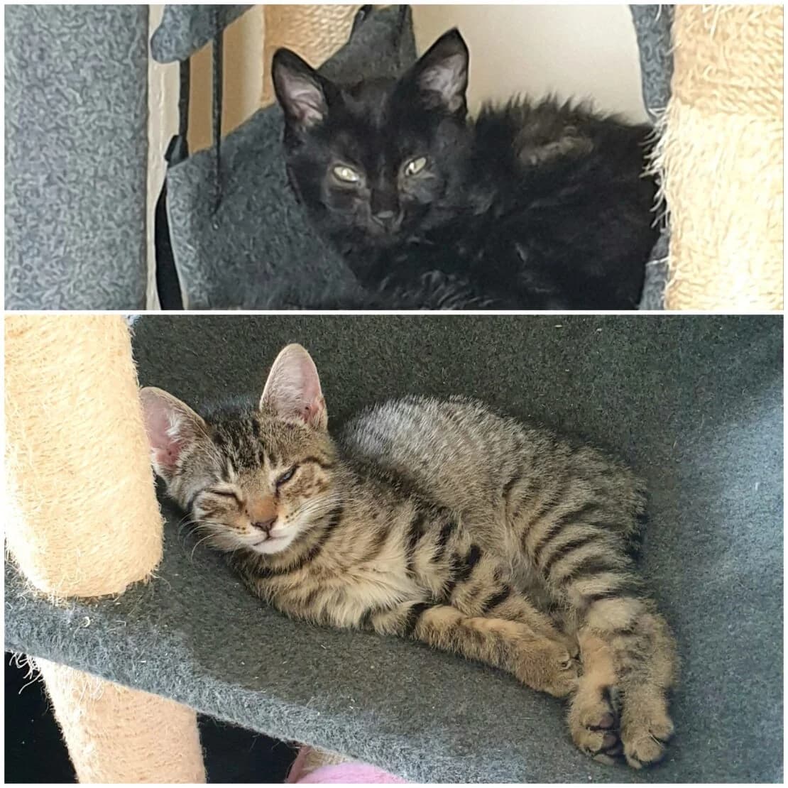 Starling and Quill, female Mixed Breed for adoption at West Cork Animals, Cork