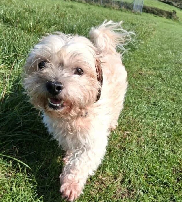 Teddy, male 7yo Mixed Breed for adoption at West Cork Animals, Cork