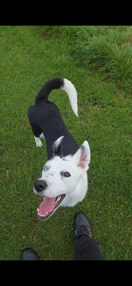 Tia, female Mixed Breed for adoption at West Cork Animals, Cork