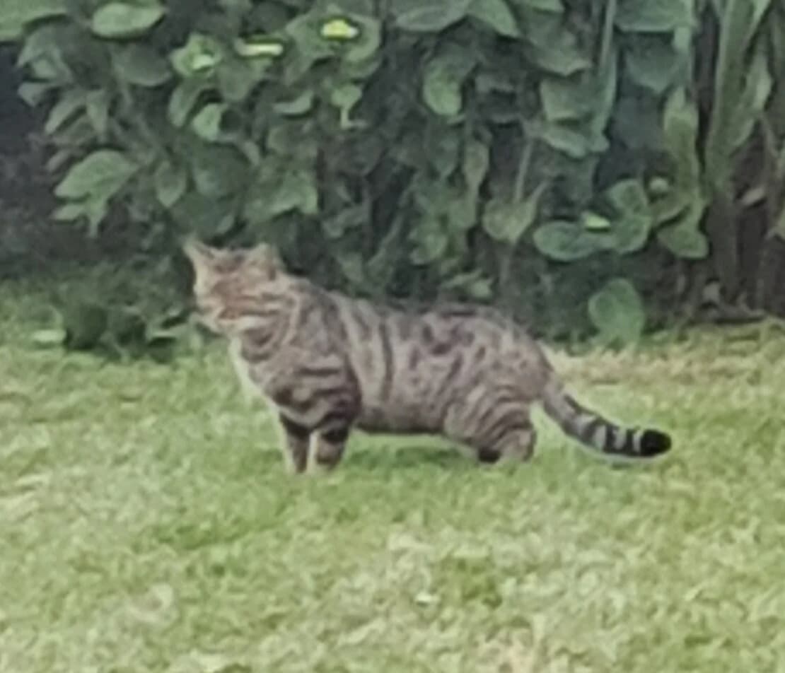 Tom – Feral cat, male Mixed Breed for adoption at West Cork Animals, Cork
