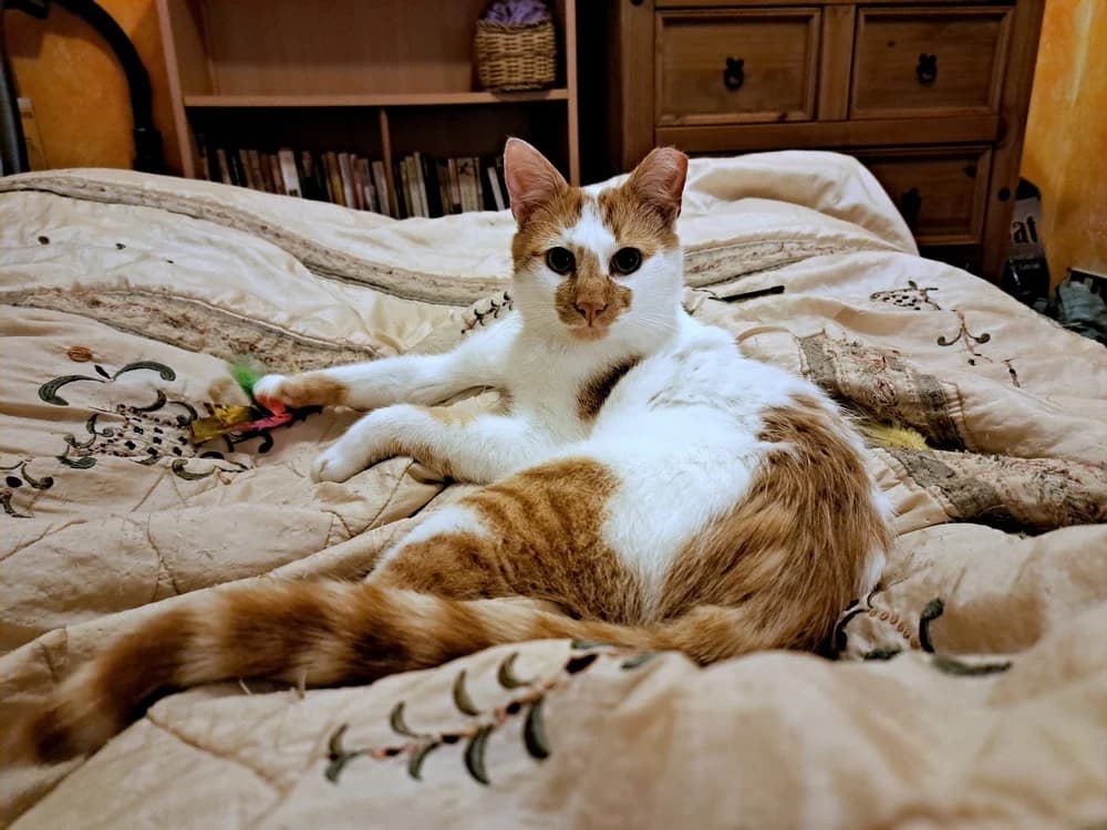 Tucci *Special Needs Puss*, male Mixed Breed for adoption at West Cork Animals