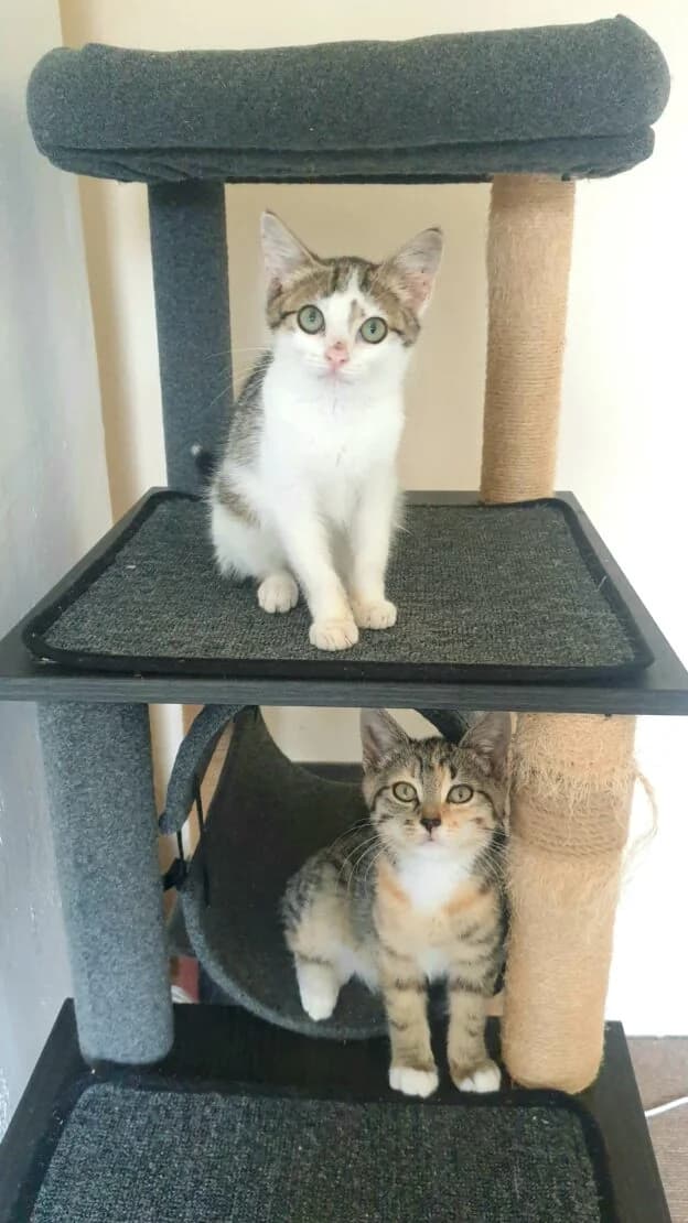 Vinny and Maya, female Mixed Breed for adoption at West Cork Animals, Cork