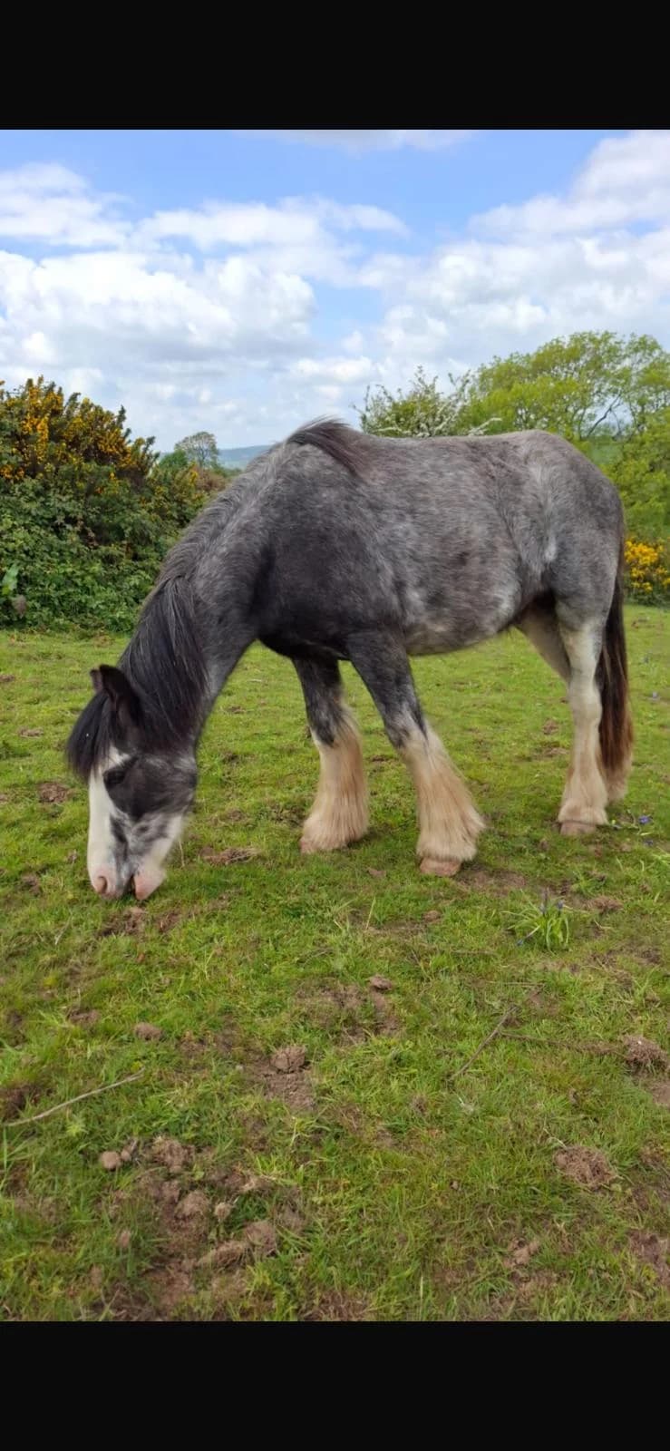 Jimmy, male Mixed Breed for adoption at Wexford Society For The Prevention Of Cruelty To Animals, Y35 CXT1