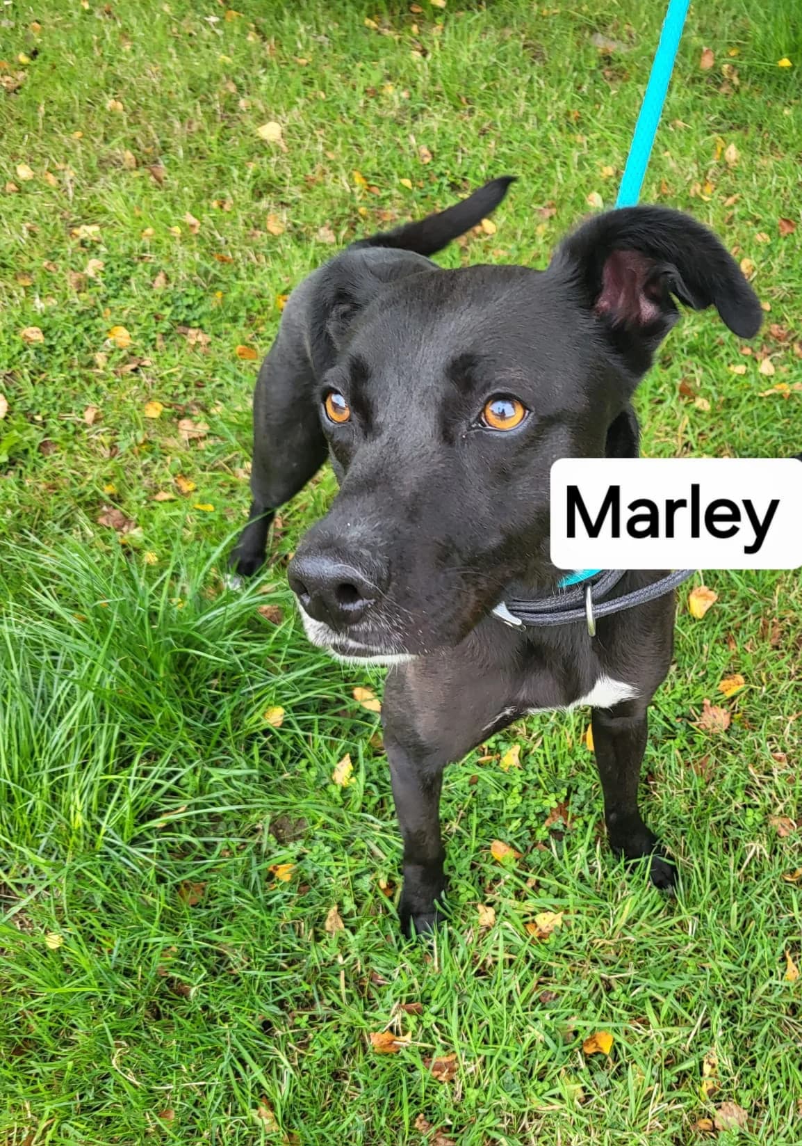 Marley, male 5yo Mixed Breed for adoption at Wexford Society For The Prevention Of Cruelty To Animals, Y35 CXT1
