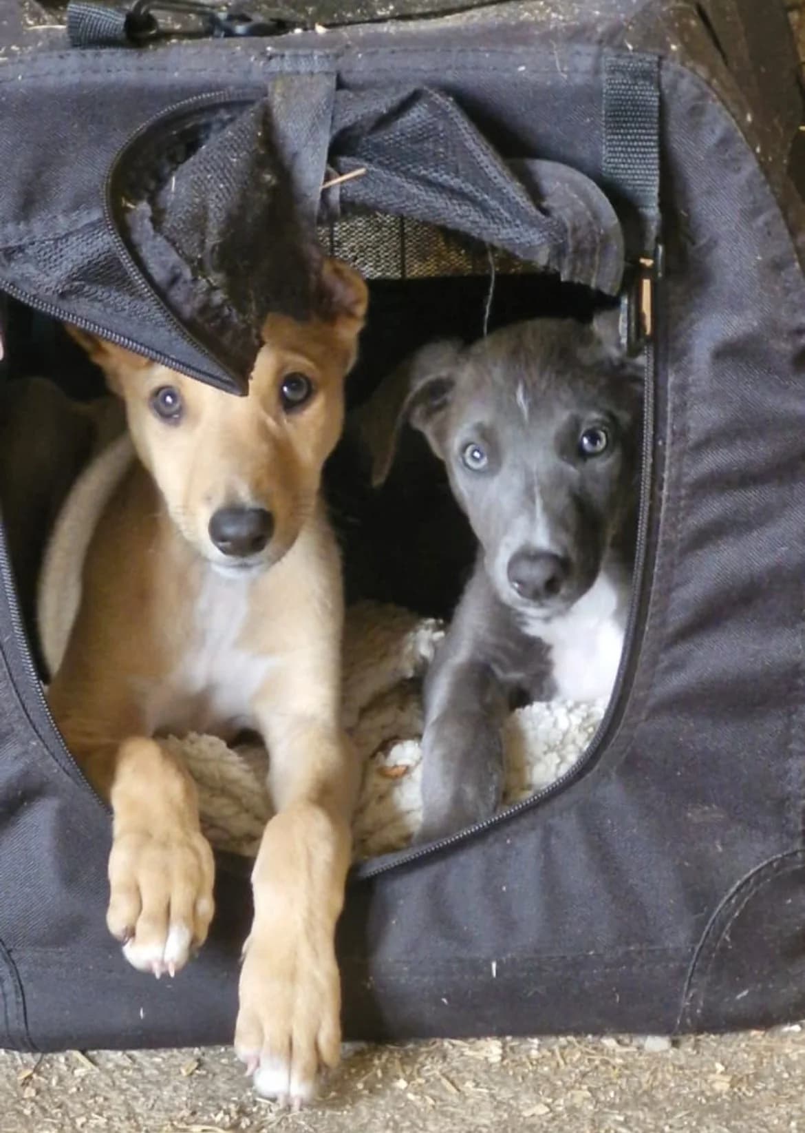 Starsky and Hutch, male puppy Mixed Breed for adoption at Wexford Society For The Prevention Of Cruelty To Animals, Y35 CXT1