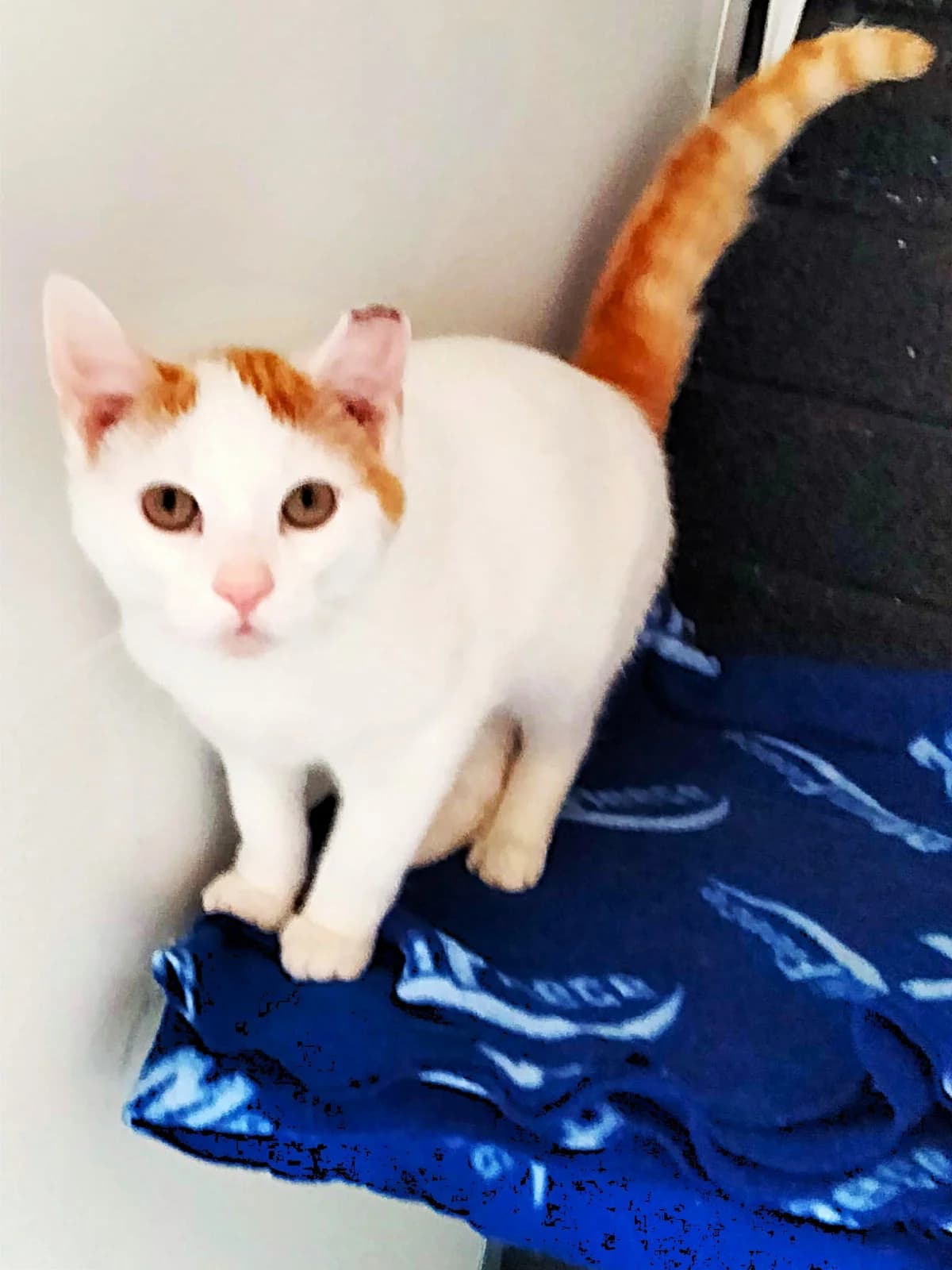 Garfield, male young Mixed Breed for adoption at Wexford Society For The Prevention Of Cruelty To Animals, Y35 CXT1
