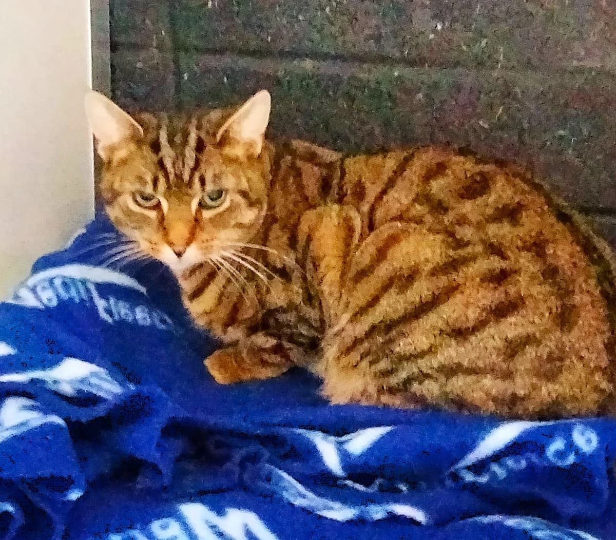 Tiger, male 4yo Mixed Breed for adoption at Wexford Society For The Prevention Of Cruelty To Animals, Y35 CXT1