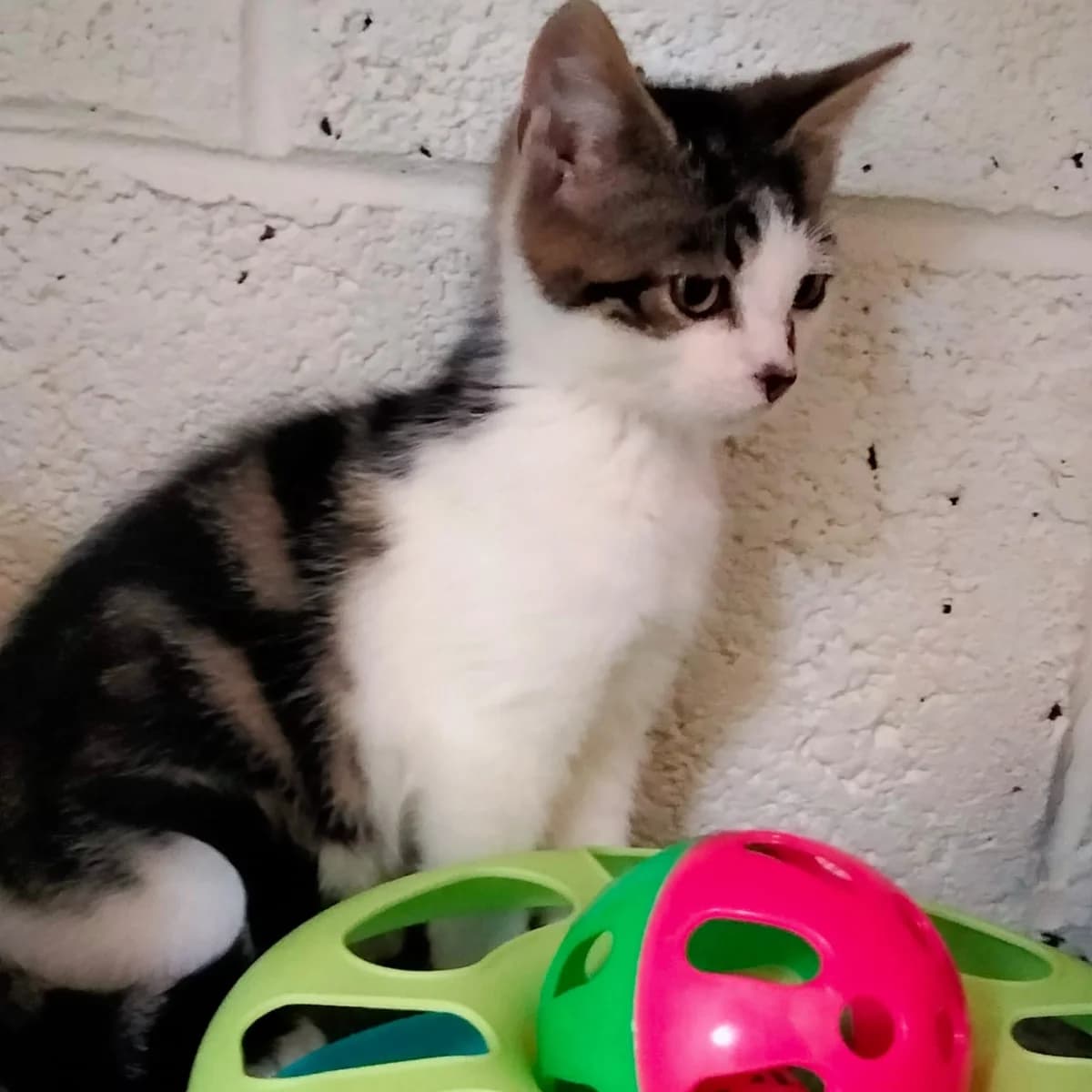 Milo, male puppy Mixed Breed for adoption at Wexford Society For The Prevention Of Cruelty To Animals, Y35 CXT1