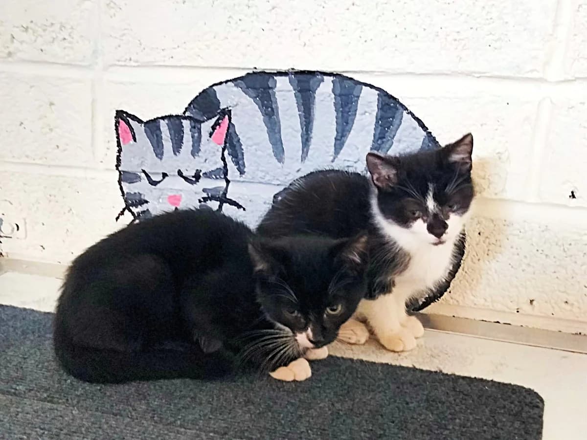 Charlie and Fudge, male puppy Mixed Breed for adoption at Wexford Society For The Prevention Of Cruelty To Animals, Y35 CXT1
