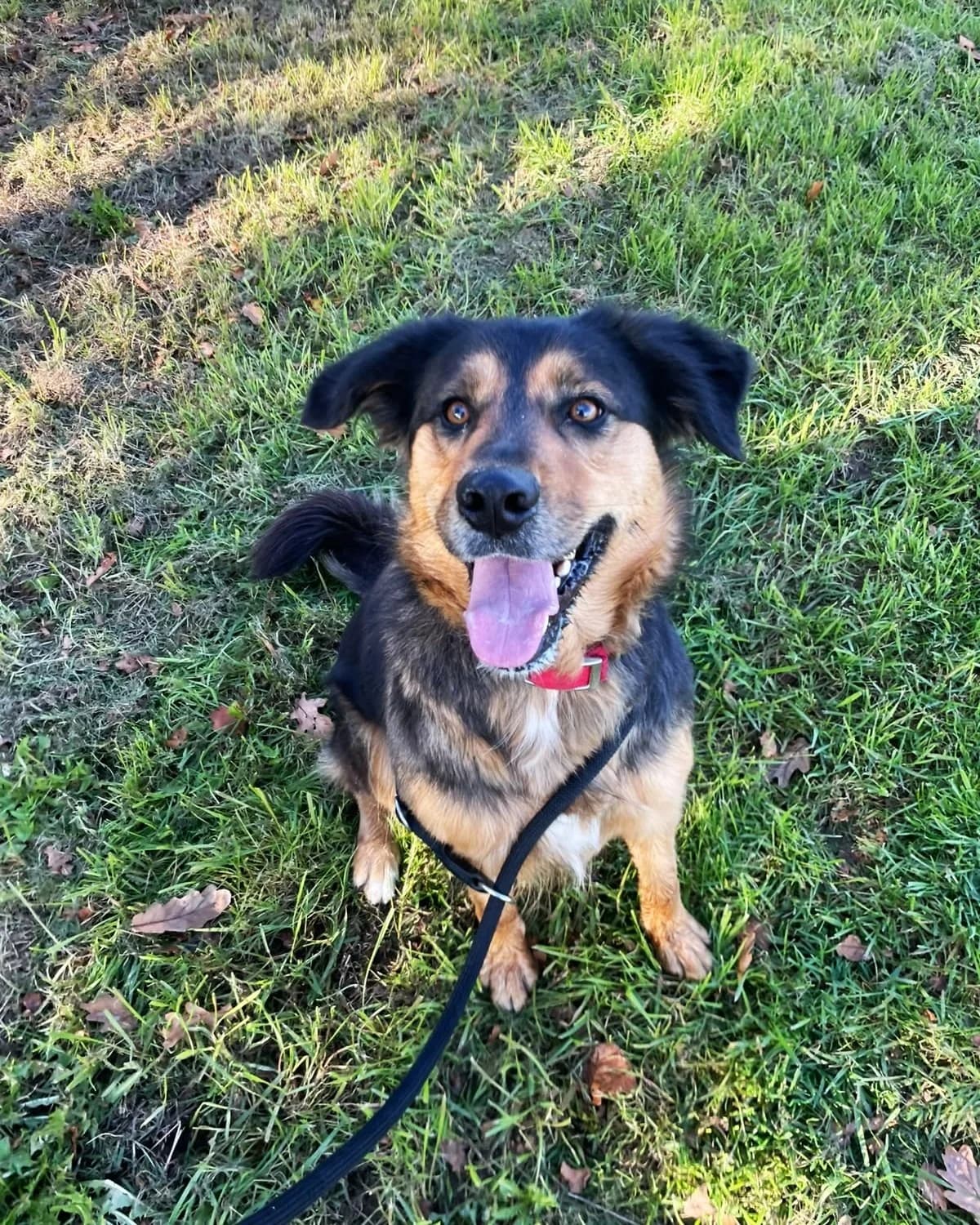 Cali, male young Mixed Breed for adoption at Wexford Society For The Prevention Of Cruelty To Animals, Y35 CXT1