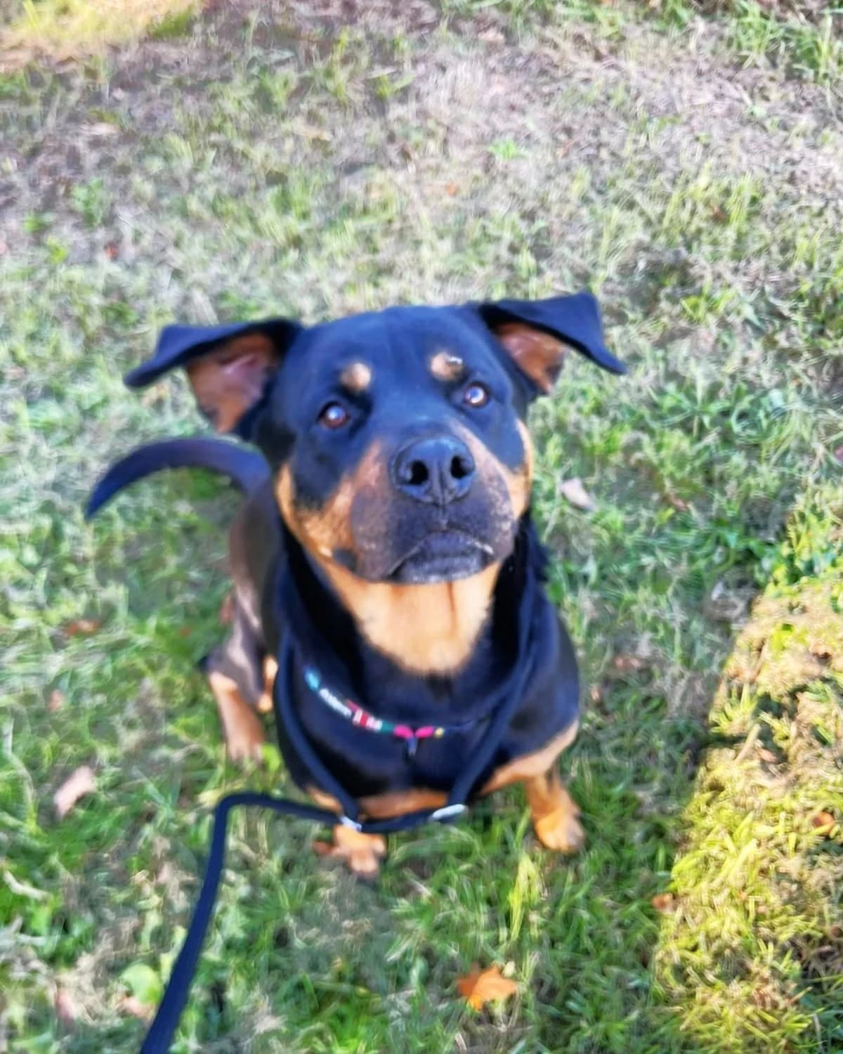 Shelby, male 3yo Mixed Breed for adoption at Wexford Society For The Prevention Of Cruelty To Animals, Y35 CXT1