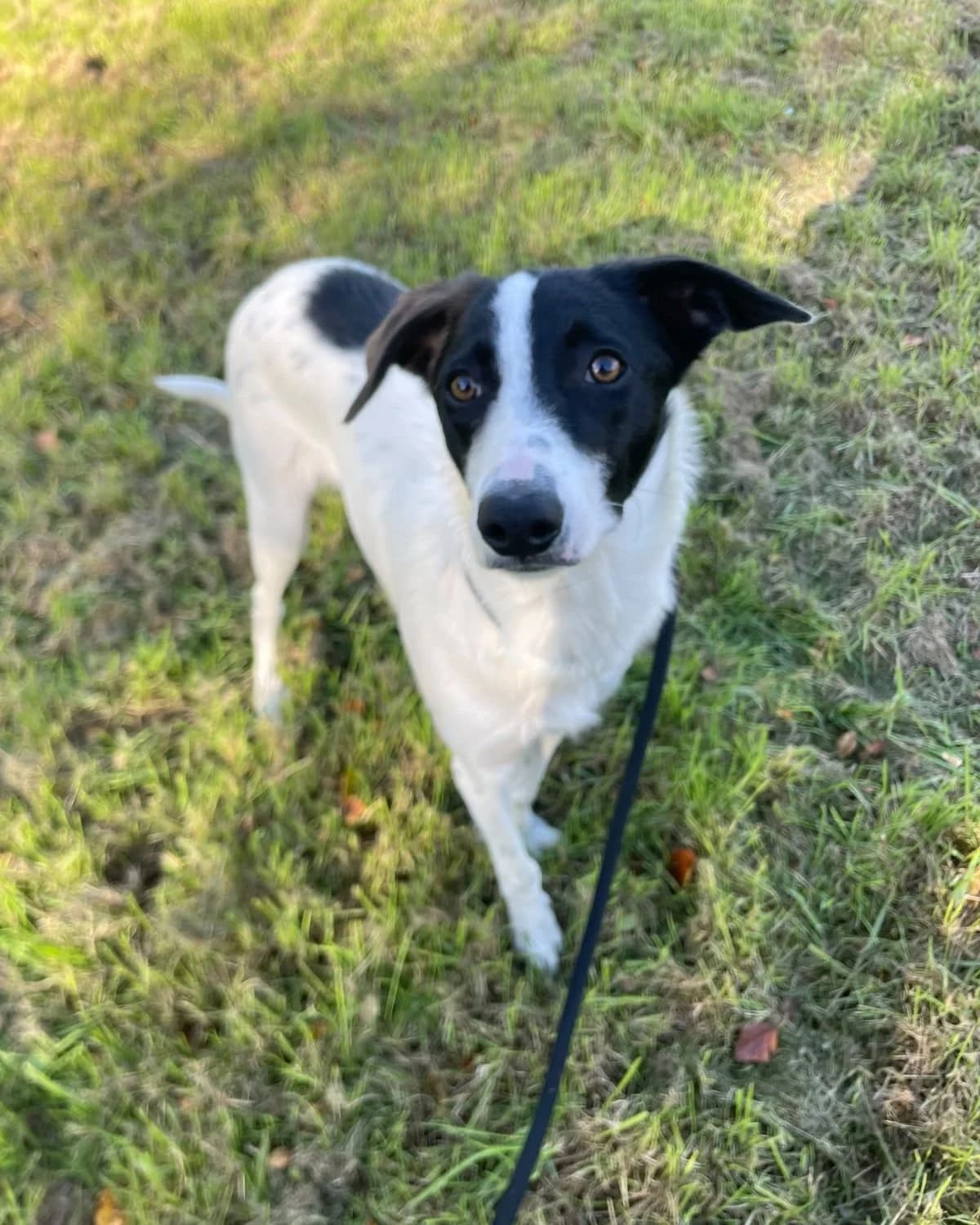 Finch, male Mixed Breed for adoption at Wexford SPCA