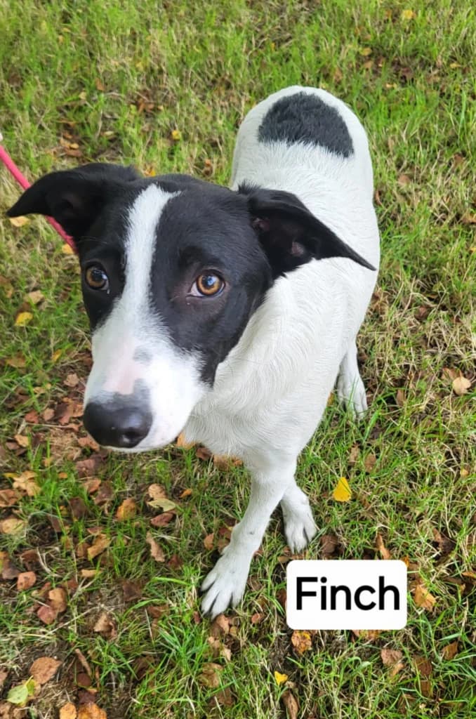 Finch, male Mixed Breed for adoption at Wexford SPCA
