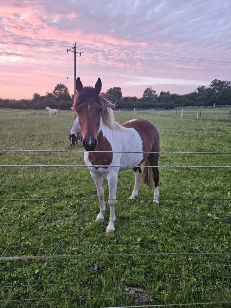 Tommy, male 5yo mixed breed for adoption at ISPCA, Dublin