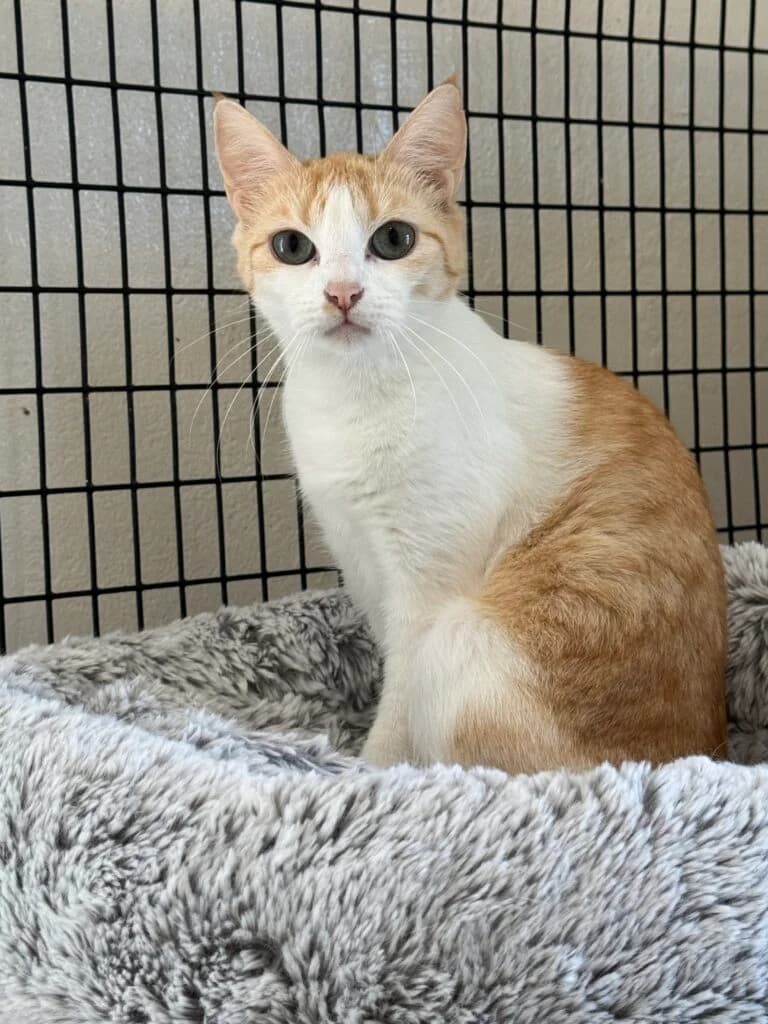 Glóey 2 ára – Innikisa, female Mixed Breed for adoption at Kattholt Iceland, Reykjavik